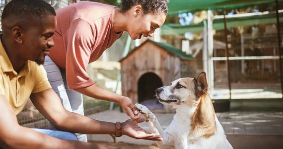 Benefits of Emotional Support Animals